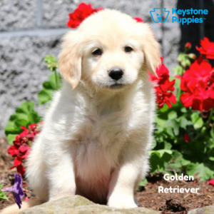 golden-retriever-healthy-responsibly-bred-Pennsylvania