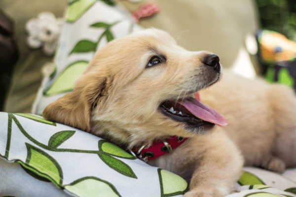 A Golden Retriever puppy relaxing on outdoor pillows.