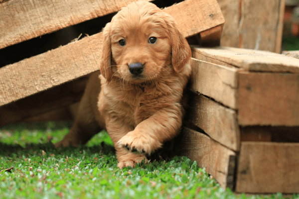 A Golden Retriever puppy in a backyard. 