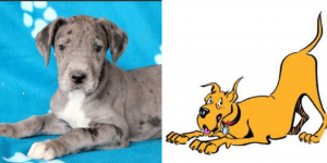 great-dane-marmaduke-healthy-responsibly-bred-Pennsylvania