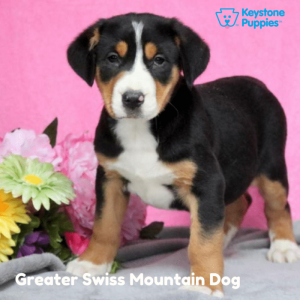 Greater-Swiss-Mountain-Dog-healthy-responsibly-bred-Pennsylvania