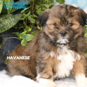 havanese-healthy-responsibly-bred-Pennsylvania