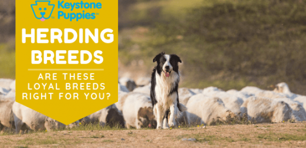 Herding Breeds – Are They Right for You?