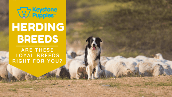 herding-breeds-healthy-responsibly-bred-Pennsylvania