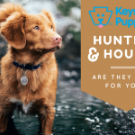 hunters-hounds-breeds-dogs-puppies-for-sale-PA-Pennsylvania