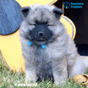 Keeshond-Dog-healthy-responsibly-bred-Pennsylvania