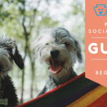 Schnauzer Puppies How to Socialize Your Pup