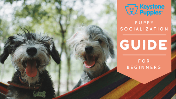 Schnauzer Puppies How to Socialize Your Pup