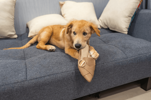 Dog chewing on a shoe. 