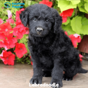 Labradoodle-Dog-healthy-responsibly-bred-Pennsylvania