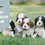 Easy dog breeds to own