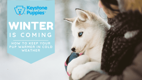 Malamute Dog Keystone Puppies Puppies For Sale Pennsylvania 