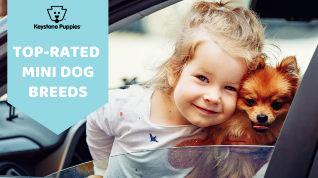 Featuring the Most Popular Mini Dog Breeds