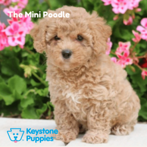 mini-poodle-puppy-for-sale-PA-Pennsylvania