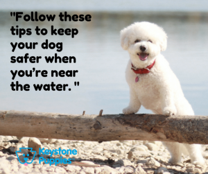 Miniature-mini-poodle-near-lake-on-log