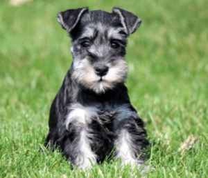 mini-schnauzer-healthy-responsibly-bred-Pennsylvania