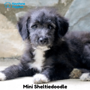 Mini-Sheltiedoodle-Dog-healthy-responsibly-bred-Pennsylvania