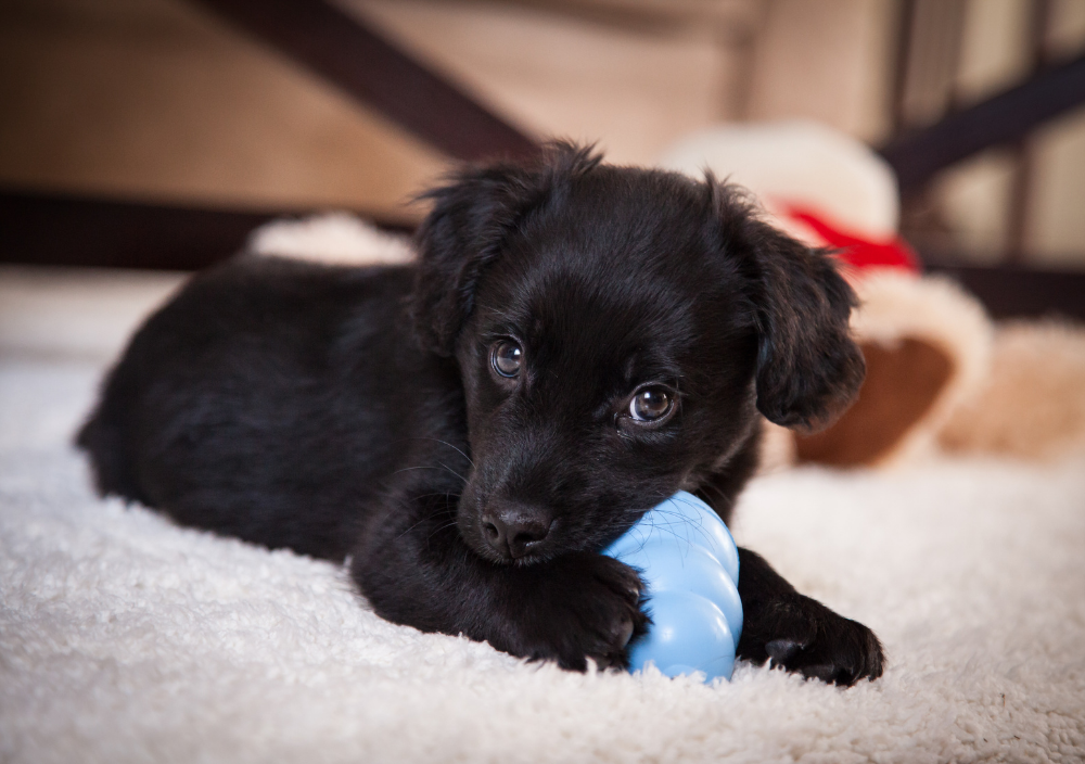 New puppy chewing on toy in house