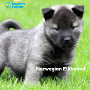 Norwegian-Elkhound-Dog-healthy-responsibly-bred-Pennsylvania