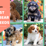 adorable puppies for sale header