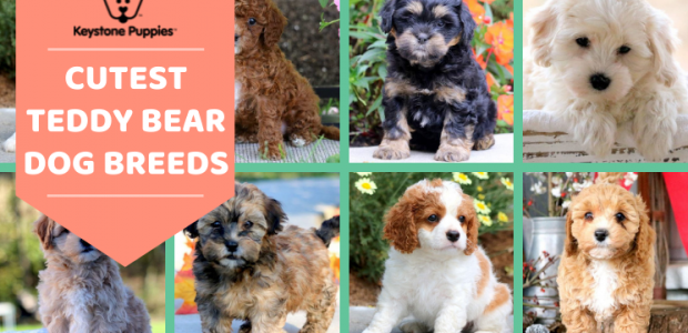 Teddy Bear Dog Breeds for Cuteness and Cuddles