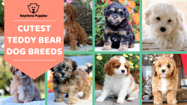 Teddy Bear Dog Breeds for Cuteness and Cuddles