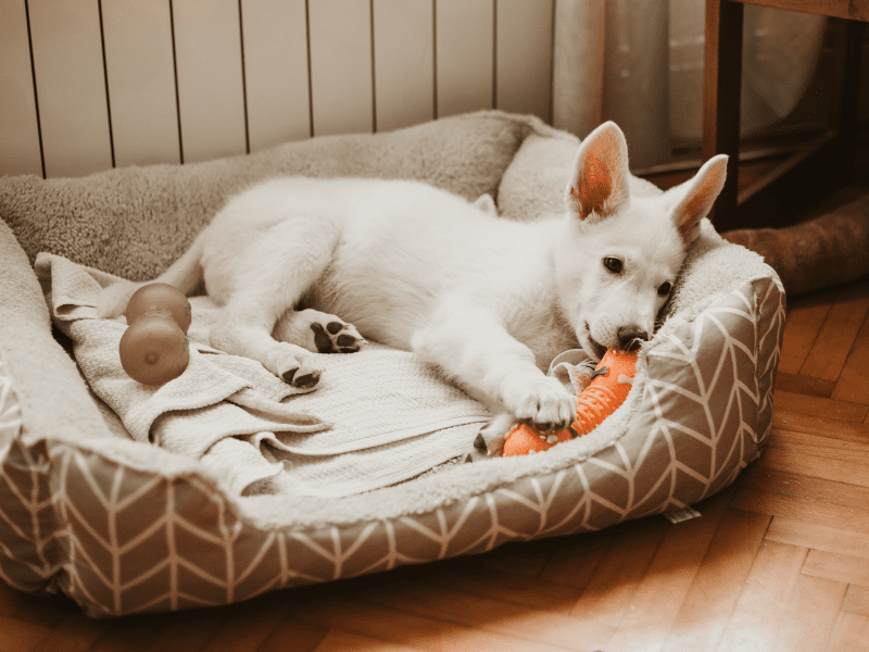 Puppy chewing a toy in a dog bed.