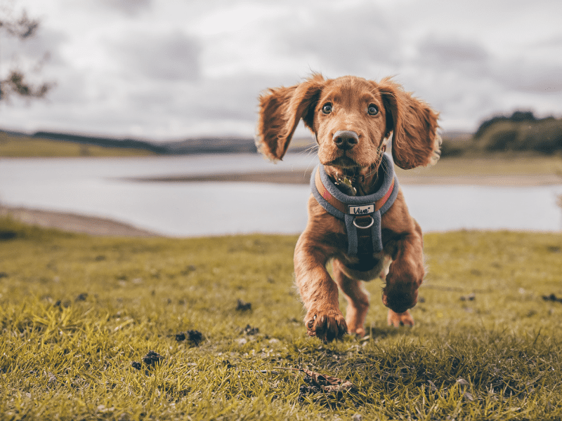 Puppy running in open field