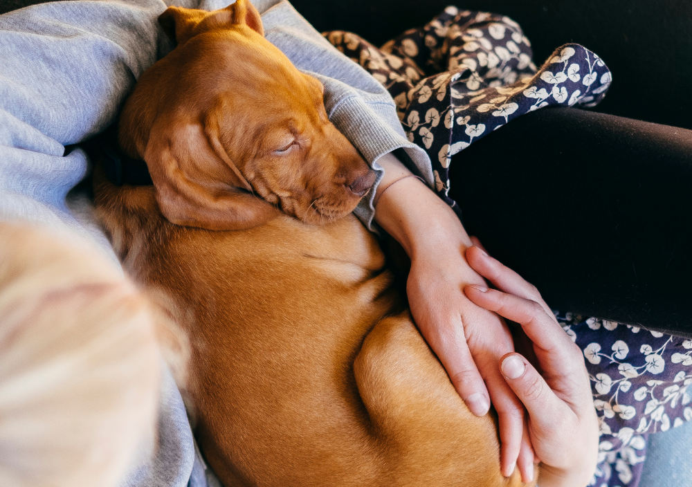 Puppy snuggled and sleepy