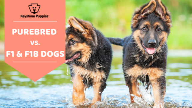 Key Dog Terms: Purebred, F1 & F1B