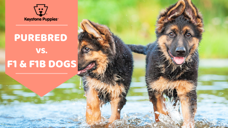 Purebred German Shepards playing in water