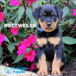 rottweiler-healthy-responsibly-bred-Pennsylvania