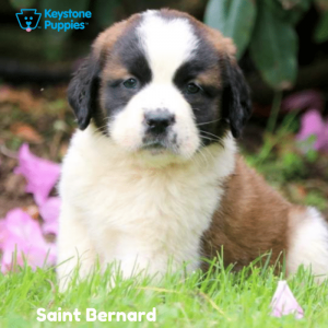 Saint-Bernard-Dog-healthy-responsibly-bred-Pennsylvania