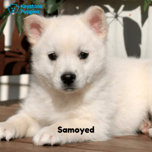 Samoyed-Dog-healthy-responsibly-bred-Pennsylvania