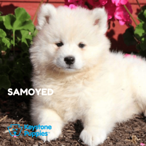 samoyed-healthy-responsibly-bred-Pennsylvania