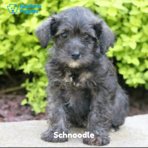 Schnoodle-Dog-healthy-responsibly-bred-Pennsylvania