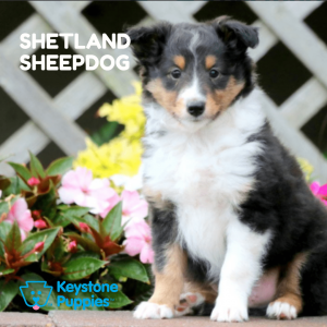 shetland-sheepdog-healthy-responsibly-bred-Pennsylvania