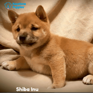 Shiba-Inu-Dog-healthy-responsibly-bred-Pennsylvania