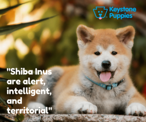 Shiba-Inu-Puppies-for-sale-Pa-Pennsylvania-Puppy