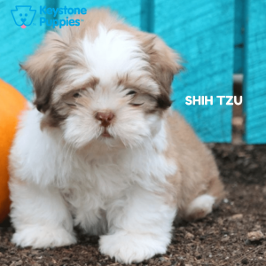 shih-tzu-healthy-responsibly-bred-Pennsylvania