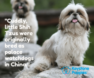 Shin-Tzu-Puppies-for-sale-PEnnsylvania-PA-Keystone