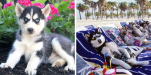 siberian-huskies-healthy-responsibly-bred-Pennsylvania