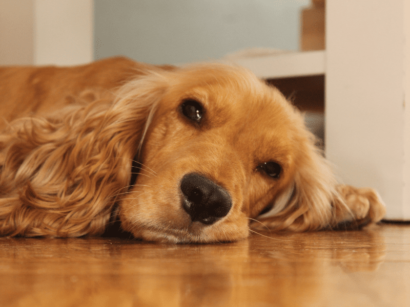 Puppy laying on the floor after eating bad food.