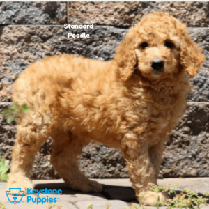 standard-poodle-healthy-responsibly-bred-Pennsylvania