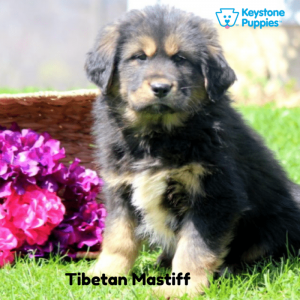 Tibetan Mastiff Dog Keystone Puppies Puppies For Sale Pennsylvania