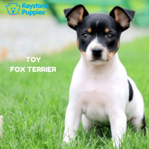 toy-fox-terrier-healthy-responsibly-bred-Pennsylvania