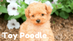 toy-poodle-healthy-responsibly-bred-Pennsylvania