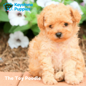 toy-poodle-Keystone-Puppies-Puppies-for-sale-Pennsylvania