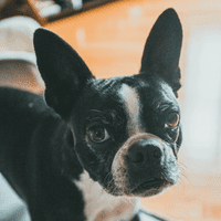 Boston Terrier.