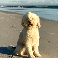 Labradoodle.
